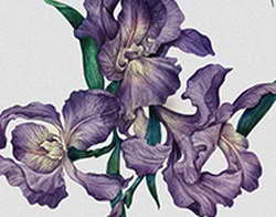 «ПСЖ» интересен Альварес. «Атлетико» хочет 120 млн евро за форварда (Саша Тавольери)